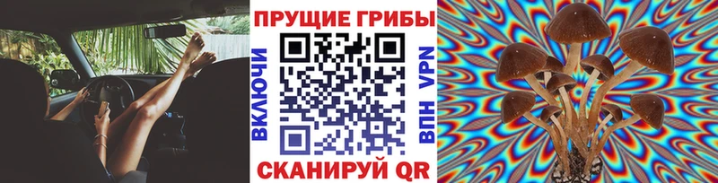 Псилоцибиновые грибы прущие грибы  Муром 