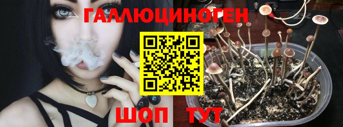 дарнет шоп  Муром  Псилоцибиновые грибы Psilocybine cubensis 